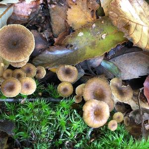 Trumpet Chanterelle