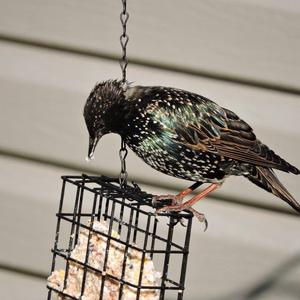 Common Starling