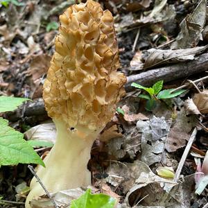 Yellow Morel