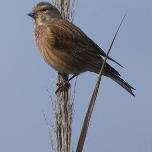 Eurasian Linnet