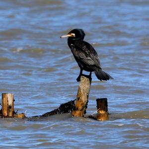 Great Cormorant