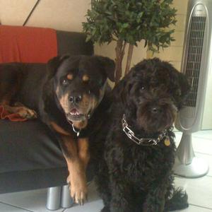 Unknown Breed