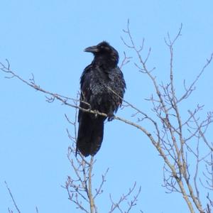 Common Raven