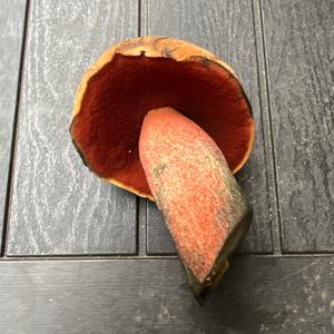 Dotted-stem Bolete