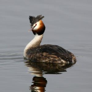 Great Crested Grebe