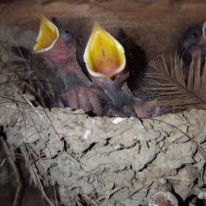 Barn Swallow