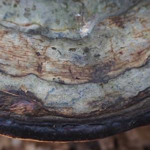 Red-belted Polypore