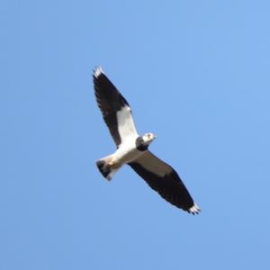 Northern Lapwing