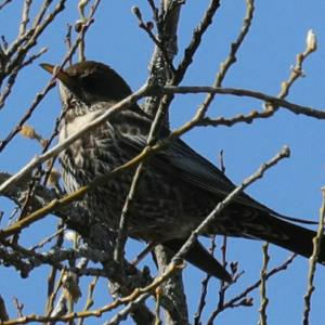 Ring Ouzel