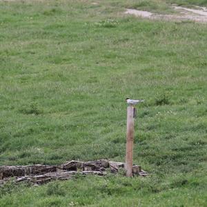 Common Tern