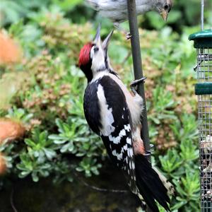 Great Spotted Woodpecker