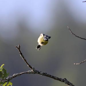 Blue Tit