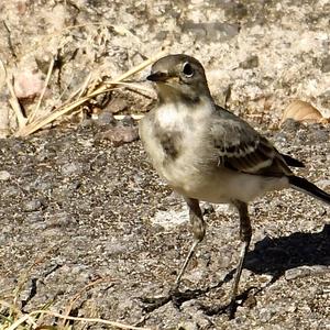 White Wagtail