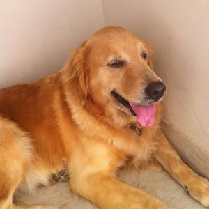Unknown Breed