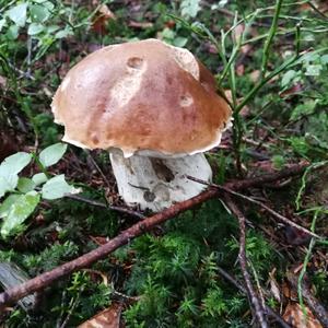 King Bolete