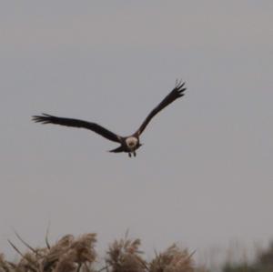 Western Marsh-harrier