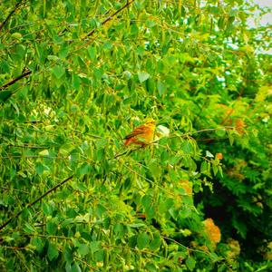 Yellowhammer