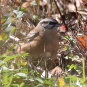 Rock Bunting