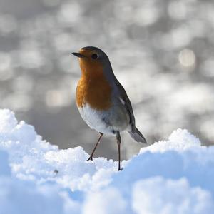 European Robin