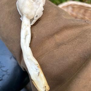 Fluted White Helvella