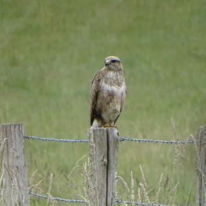 Mäusebussard