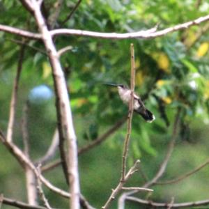 Ruby-throated Hummingbird