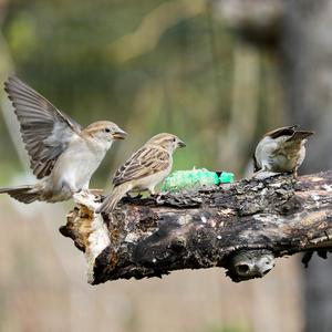 House Sparrow