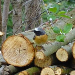 Common Redstart