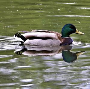 Mallard