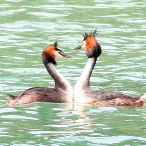 Great Crested Grebe