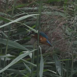 Common Kingfisher