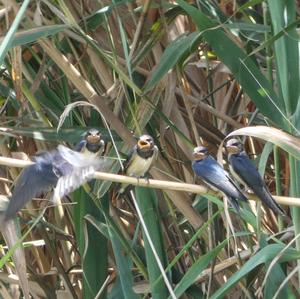 Barn Swallow