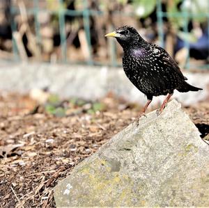 Common Starling