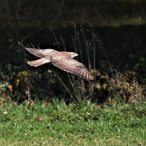 Mäusebussard