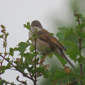 Common Whitethroat