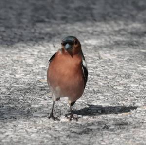 Eurasian Chaffinch