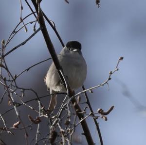 Blackcap