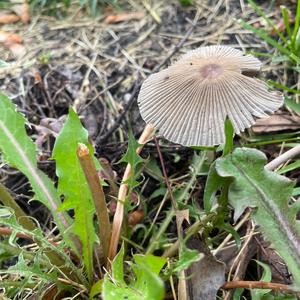 Parasol Mushroom