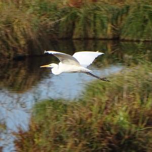 Great Egret