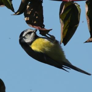 Blue Tit