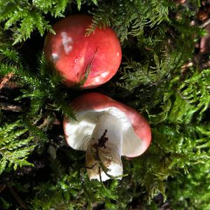 Emetic Russula