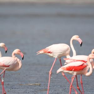 Greater Flamingo