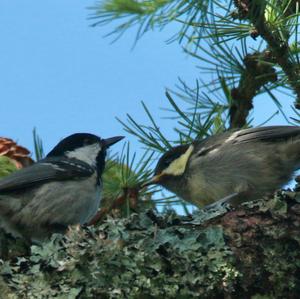 Coal Tit