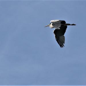 Grey Heron