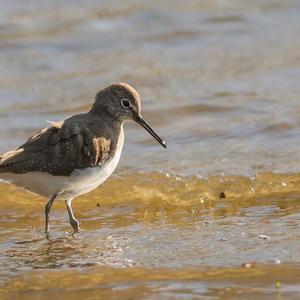 Green Sandpiper