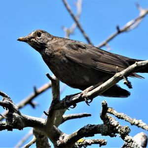 Eurasian Blackbird