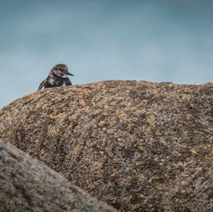 Ruddy Turnstone