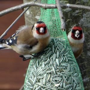 European Goldfinch