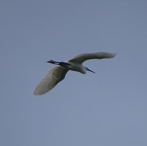 Great Egret