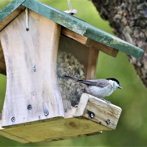 Marsh Tit